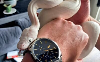 New Transfer and Palm Sunday 🌴